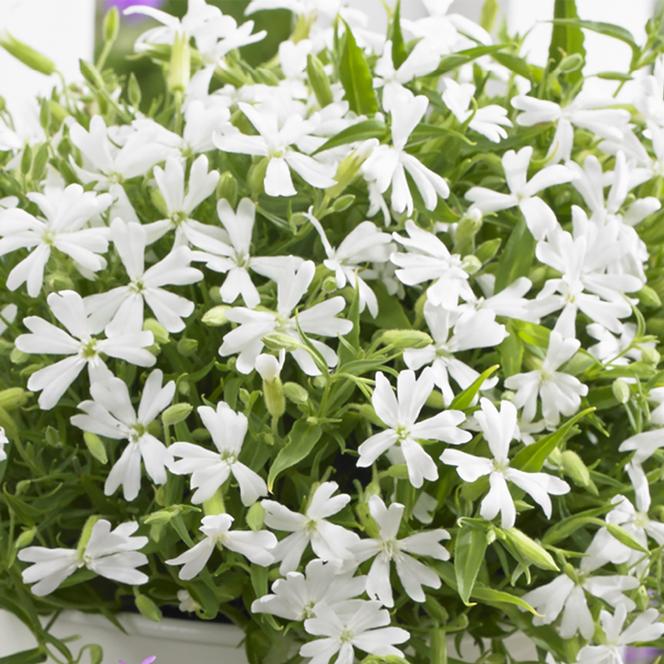 (Campion) Silene keiskei Silky White from Swift Greenhouses