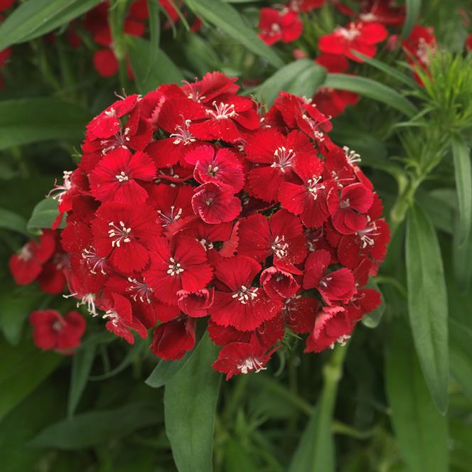 (Sweet William) Dianthus barbatus Dart™ Scarlet from Swift Greenhouses