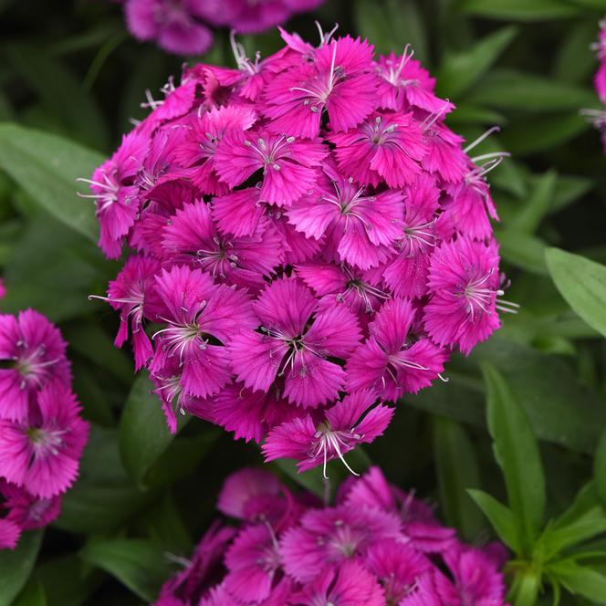 (Sweet William) Dianthus barbatus Dart™ Purple from Swift Greenhouses