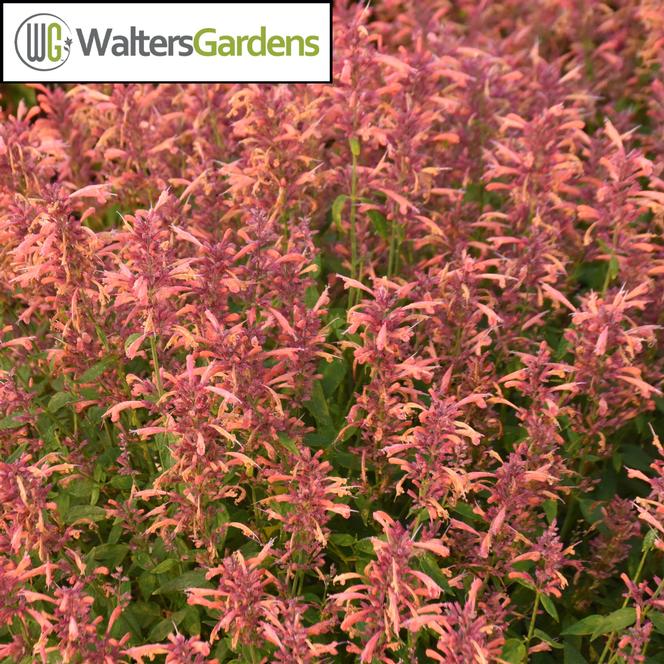 (Hyssop) PPAF Agastache hybrid Guava Lava from Swift Greenhouses