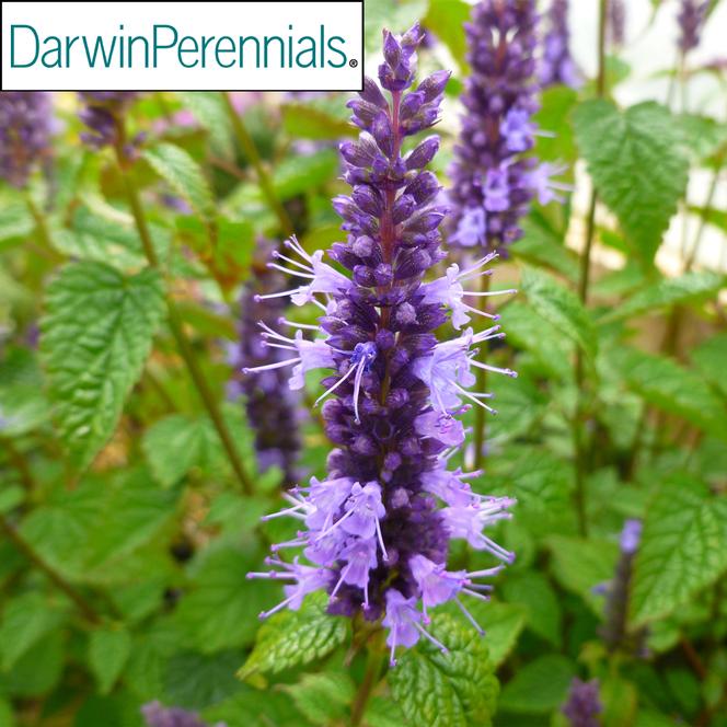 (Hyssop) PP # 26,514 Agastache rugosa Little Adder from Swift Greenhouses