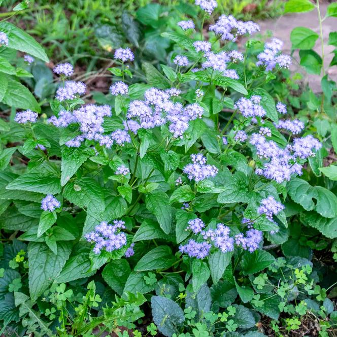 (Perennial Ageratum) Conoclinium coelestinum from Swift Greenhouses