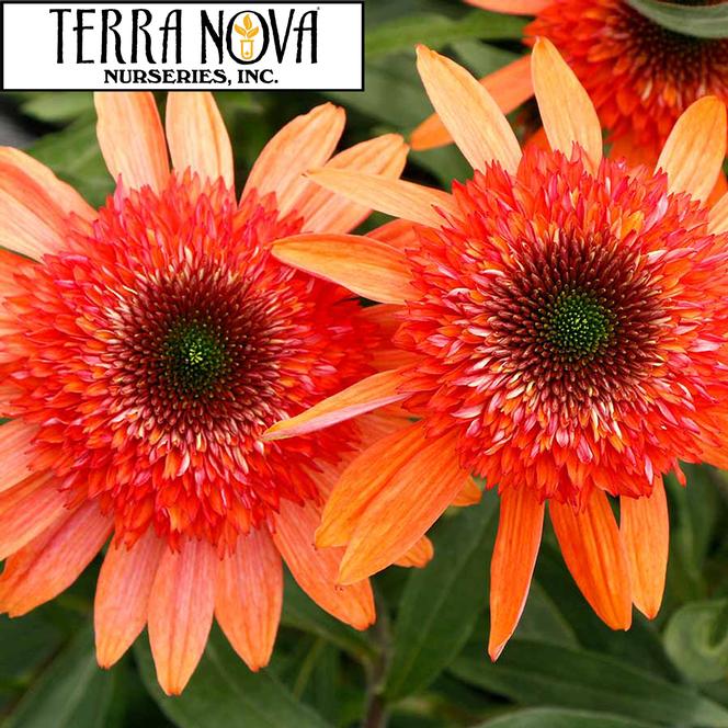 (Coneflower) PPAF Echinacea hybrid CARA MIA™ Coral from Swift Greenhouses