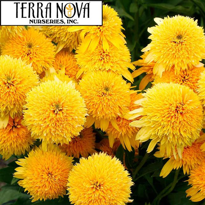 (Coneflower) PP # 31,142 Echinacea hybrid CARA MIA™ Yellow from Swift Greenhouses