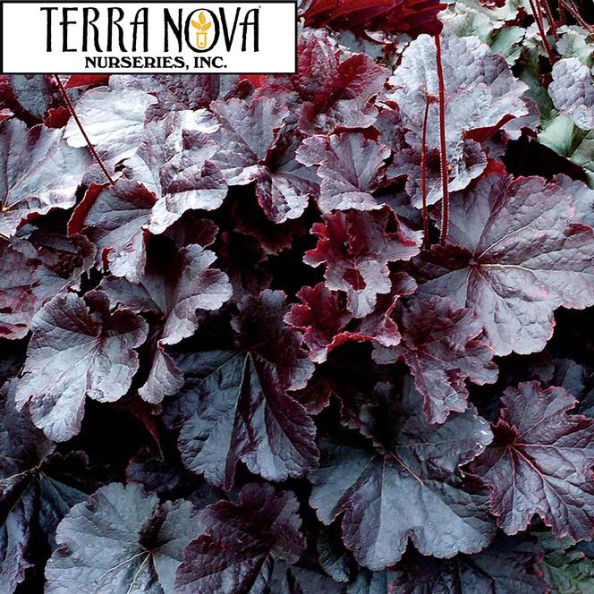 (Coral Bells) PP # 30,583 Heuchera hybrida NORTHERN EXPOSURE™ Black from Swift Greenhouses