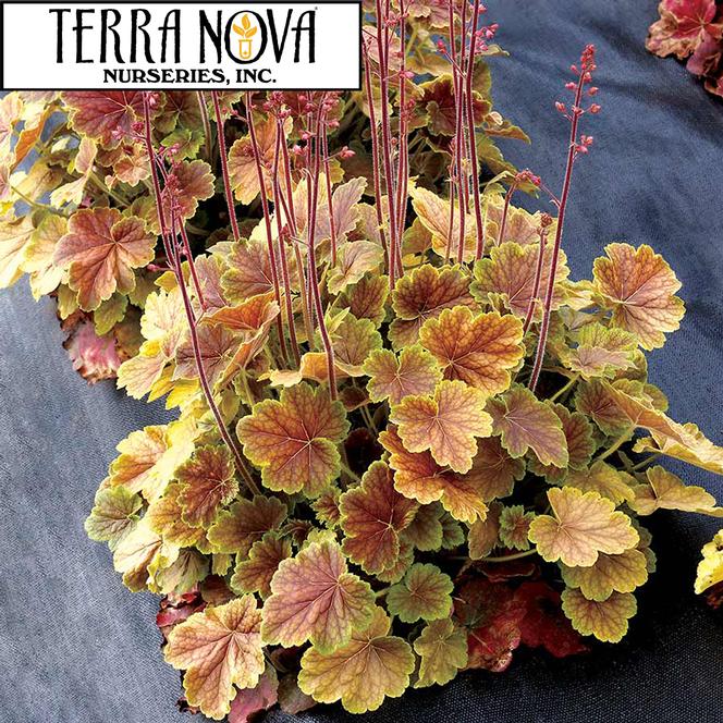 (Coral Bells) PP # 32,044 Heuchera hybrida NORTHERN EXPOSURE™ Sienna from Swift Greenhouses