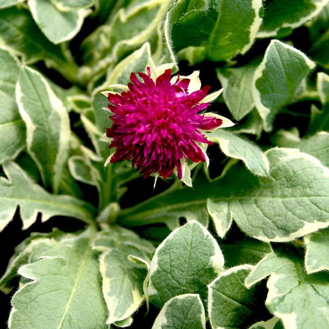 (Crimson Scabiosa) PP # 21,437 Knautia macedonia Thunder and Lightning from Swift Greenhouses