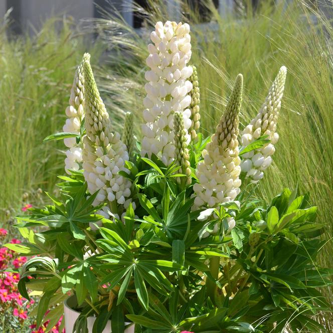 (Lupine) Lupinus polyphyllus Mini Gallery® White from Swift Greenhouses