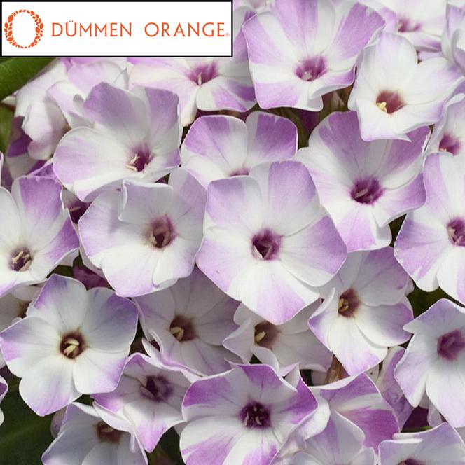 (Garden Phlox) PPAF Phlox paniculata Flame® Lilac Star from Swift Greenhouses