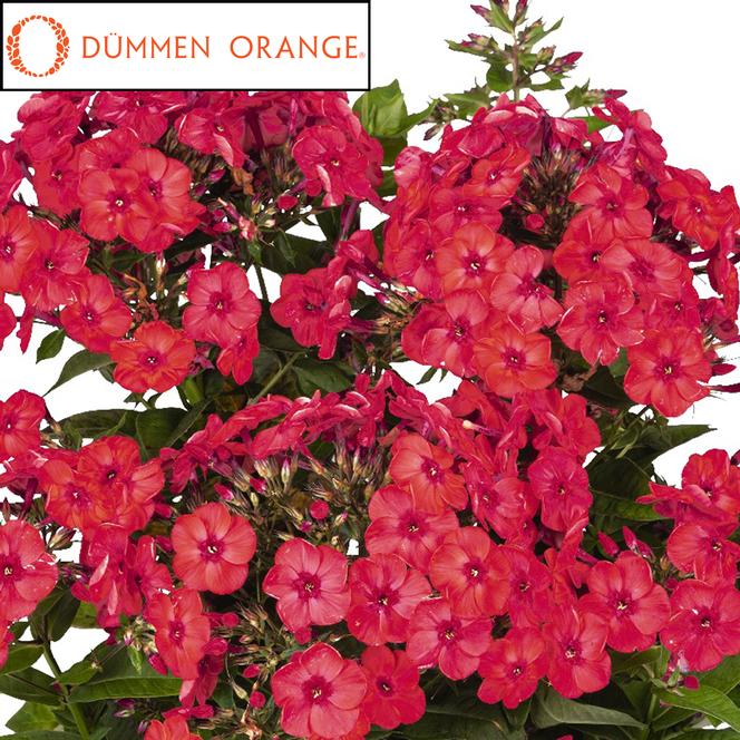 (Garden Phlox) PPAF Phlox paniculata Flame® Watermelon from Swift Greenhouses