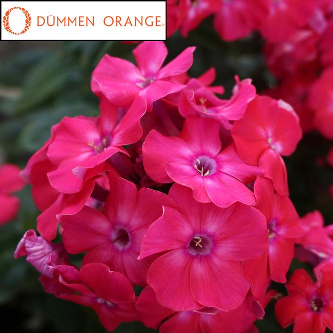 (Garden Phlox) PPAF Phlox paniculata Flame Pro® Cerise from Swift Greenhouses