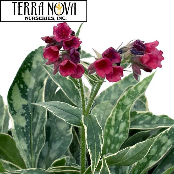 (Lungwort) PP # 35,154 Pulmonaria hybrid Raspberry Frost from Swift Greenhouses