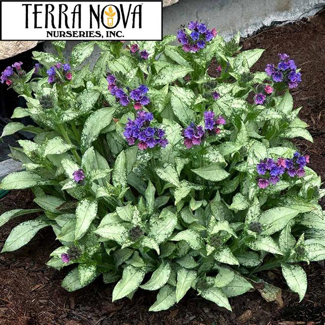 (Lungwort) PPAF Pulmonaria hybrid Silver Scimitar from Swift Greenhouses