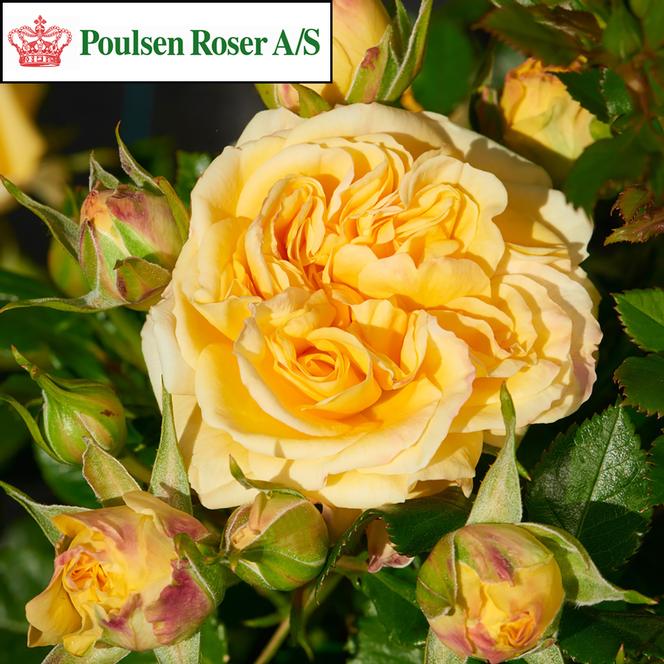 (Poulsen Roser) Poulpar112 Rose Miniature Parade® Tereza™ from Swift Greenhouses