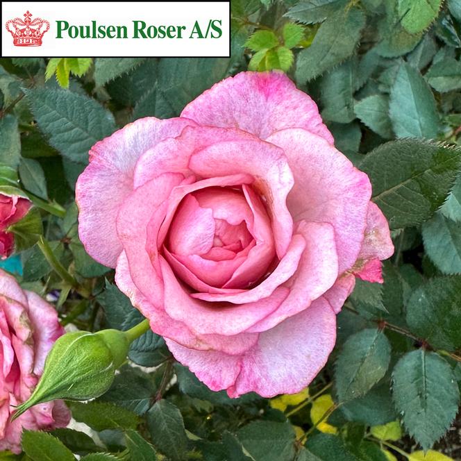 (Poulsen Roser) Poulty041 Rose Miniature Parade® Vikki™ from Swift Greenhouses