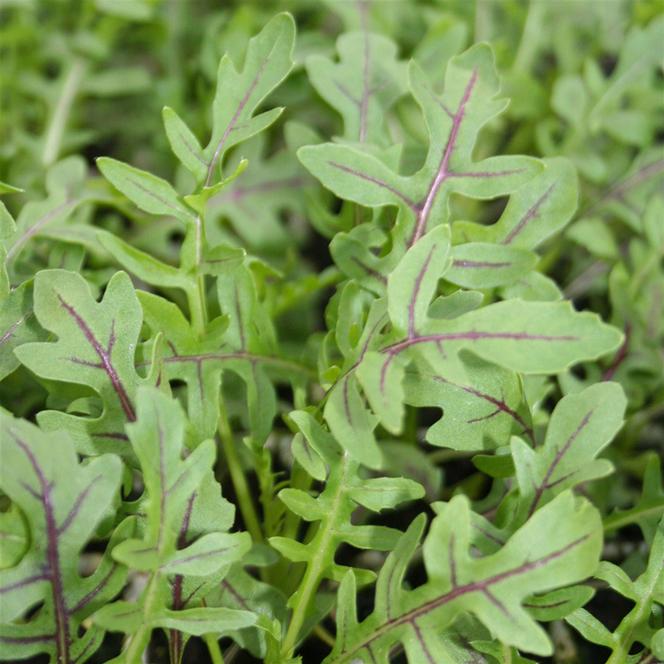  Herb Annual - Arugula Dragon's Fire from Swift Greenhouses