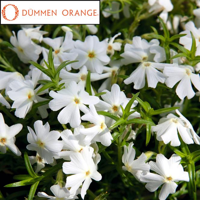 (Creeping Phlox) PPAF Phlox subulata Spring® White from Swift Greenhouses