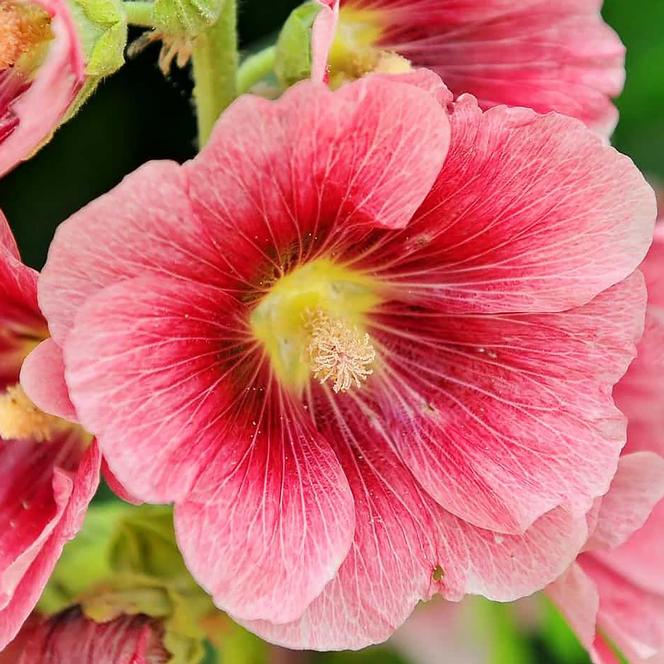 (Hollyhock) Alcea rosea Spotlight™ Radiant Rose from Swift Greenhouses