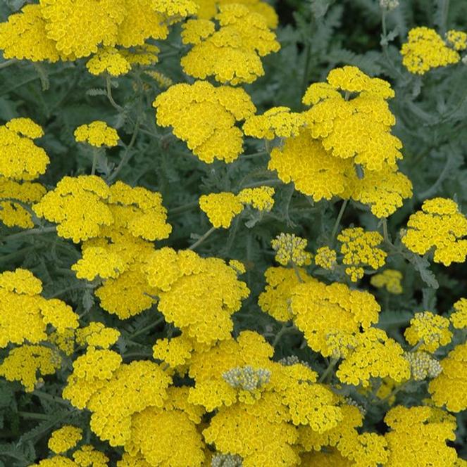 (Yarrow) Achillea hybrida Moonshine from Swift Greenhouses