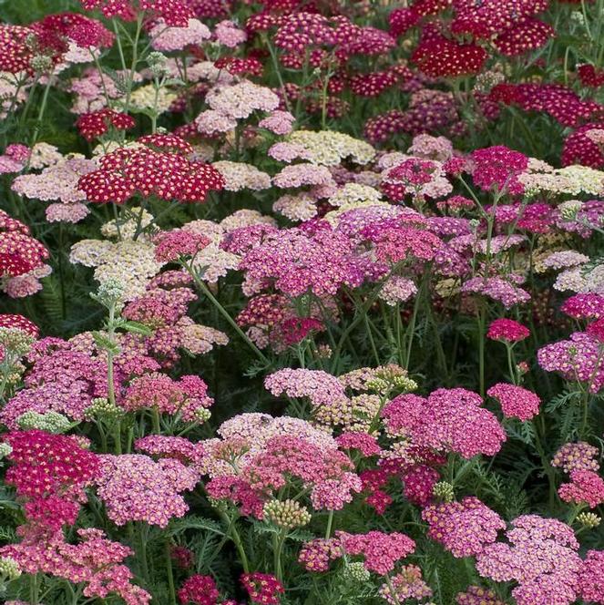 (Yarrow) Achillea millefolium Summer Berries from Swift Greenhouses