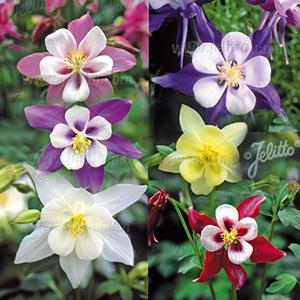 Columbine Aquilegia Caerulea Songbird Mix from Swift Greenhouses