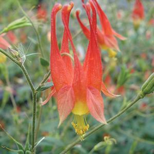 (Columbine) Aquilegia canadensis from Swift Greenhouses