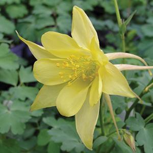 (Columbine) Aquilegia chrysantha from Swift Greenhouses