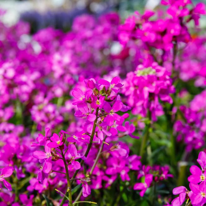 Rose Rock Cress (Arabis blepharophylla) in Lancaster York