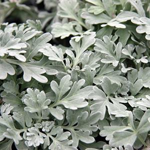 Beach Wormwood Artemisia Stelleriana Silver Brocade from Swift Greenhouses