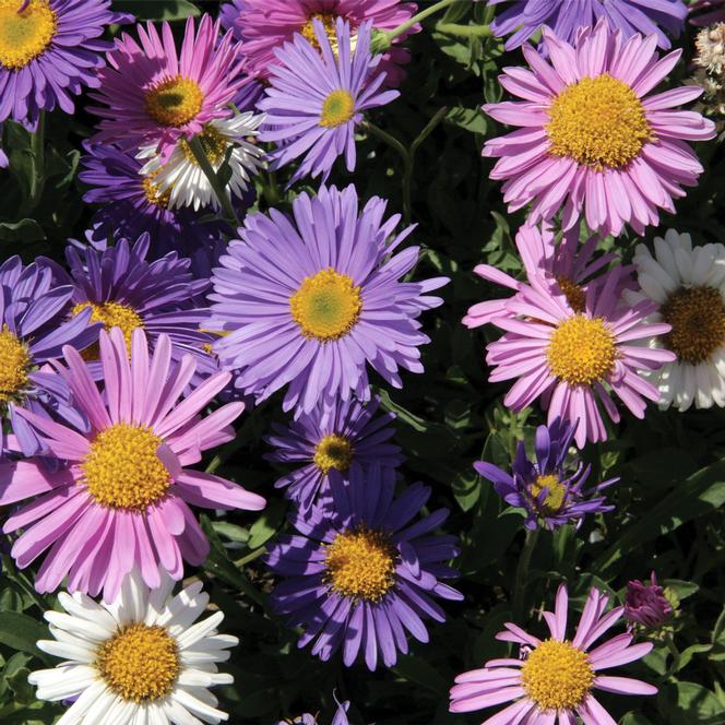  Aster alpinus Alpine Dwarf Mix from Swift Greenhouses