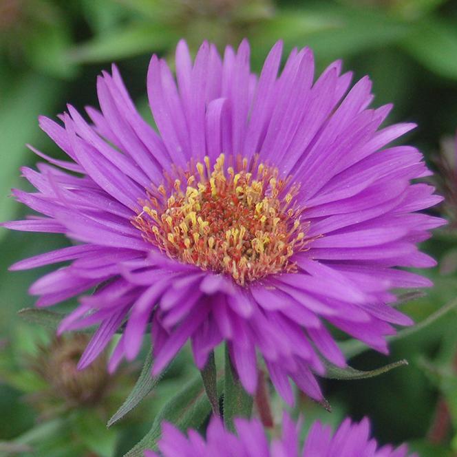 Aster novae angliae Purple Dome from Swift Greenhouses