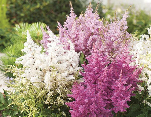 (False Spirea) Astilbe arendsii Grande from Swift Greenhouses