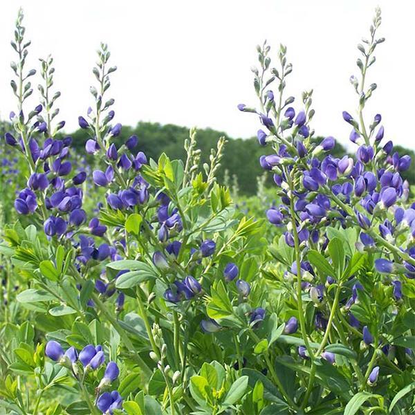 (False Indigo) Baptisia australis from Swift Greenhouses