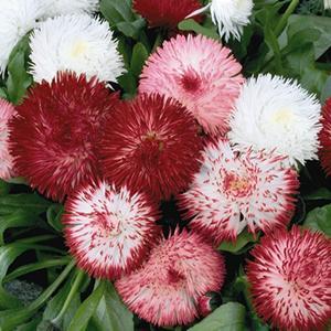 (English Daisy) Bellis perennis Habanera Mix from Swift Greenhouses