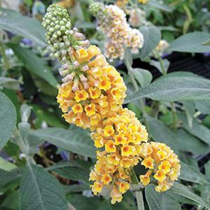 (Butterfly Bush) Buddleia x weyeriana Golden Glow from Swift Greenhouses