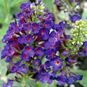 (Butterfly Bush) Buddleia davidii Black Knight from Swift Greenhouses