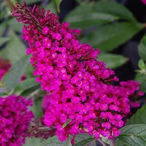 (Butterfly Bush) PPAF Buddleia davidii Buzz™ Hot Raspberry from Swift Greenhouses