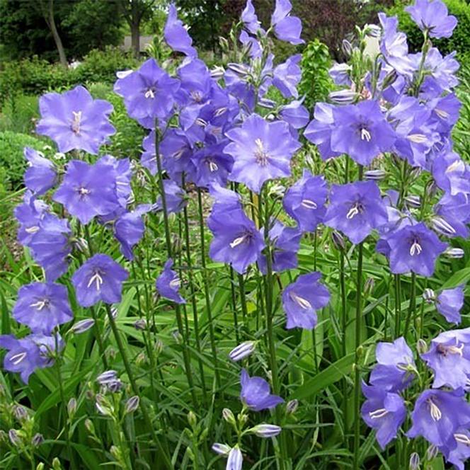 (Peach-Leaf Bellflower) Campanula persicifolia Blue from Swift Greenhouses