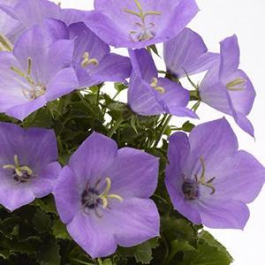 (Bellflower) Campanula carpatica Rapido Blue from Swift Greenhouses