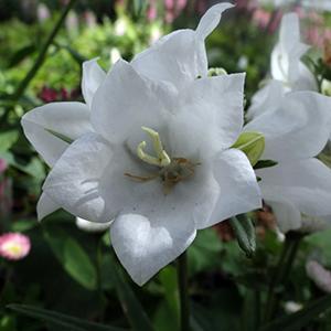 (Peach-Leaf Bellflower) Campanula persicifolia Takion White from Swift Greenhouses