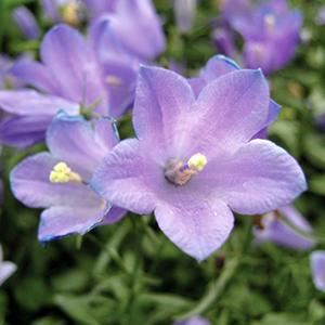 (Scotch Bluebell) Campanula rotundifolia Thumbell from Swift Greenhouses