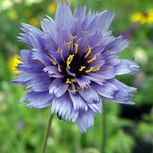 (Cupid's Dart) Catananche caerulea Blue from Swift Greenhouses