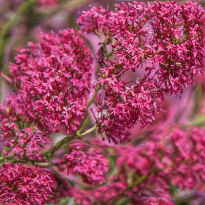 (Jupiter's Beard) Centranthus ruber Valerian Red from Swift Greenhouses