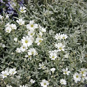  Cerastium tomentosum Yo Yo from Swift Greenhouses