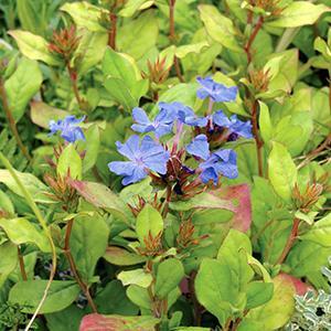 (Plumbago or Leadwort) Ceratostigma plumbaginoides from Swift Greenhouses