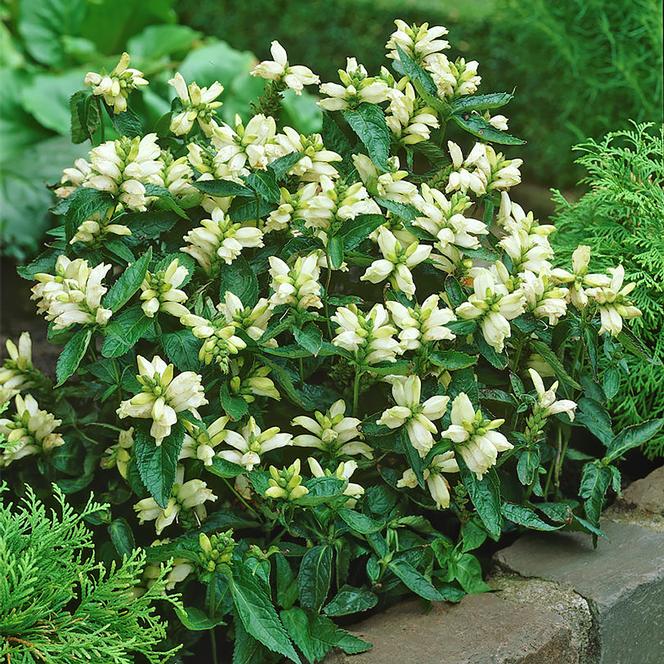 (Turtlehead) Chelone obliqua Alba from Swift Greenhouses