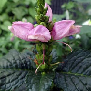 (Turtlehead) Chelone lyonii Hot Lips from Swift Greenhouses