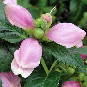 (Turtlehead) Chelone obliqua Rosea from Swift Greenhouses