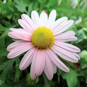 (Garden Mum) Chrysanthemum rubellum Clara Curtis from Swift Greenhouses