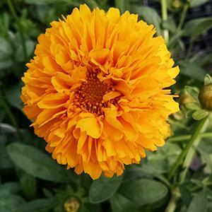 (Tickseed) Coreopsis grandiflora Golden Globe from Swift Greenhouses